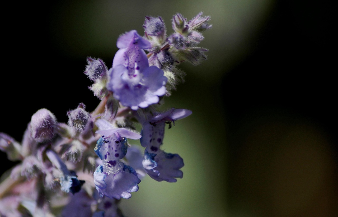 List — Máčka kočičí (nepeta)