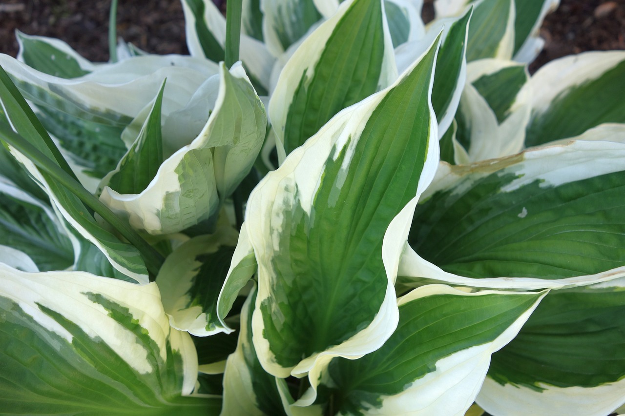 List — Hosta modrolistá