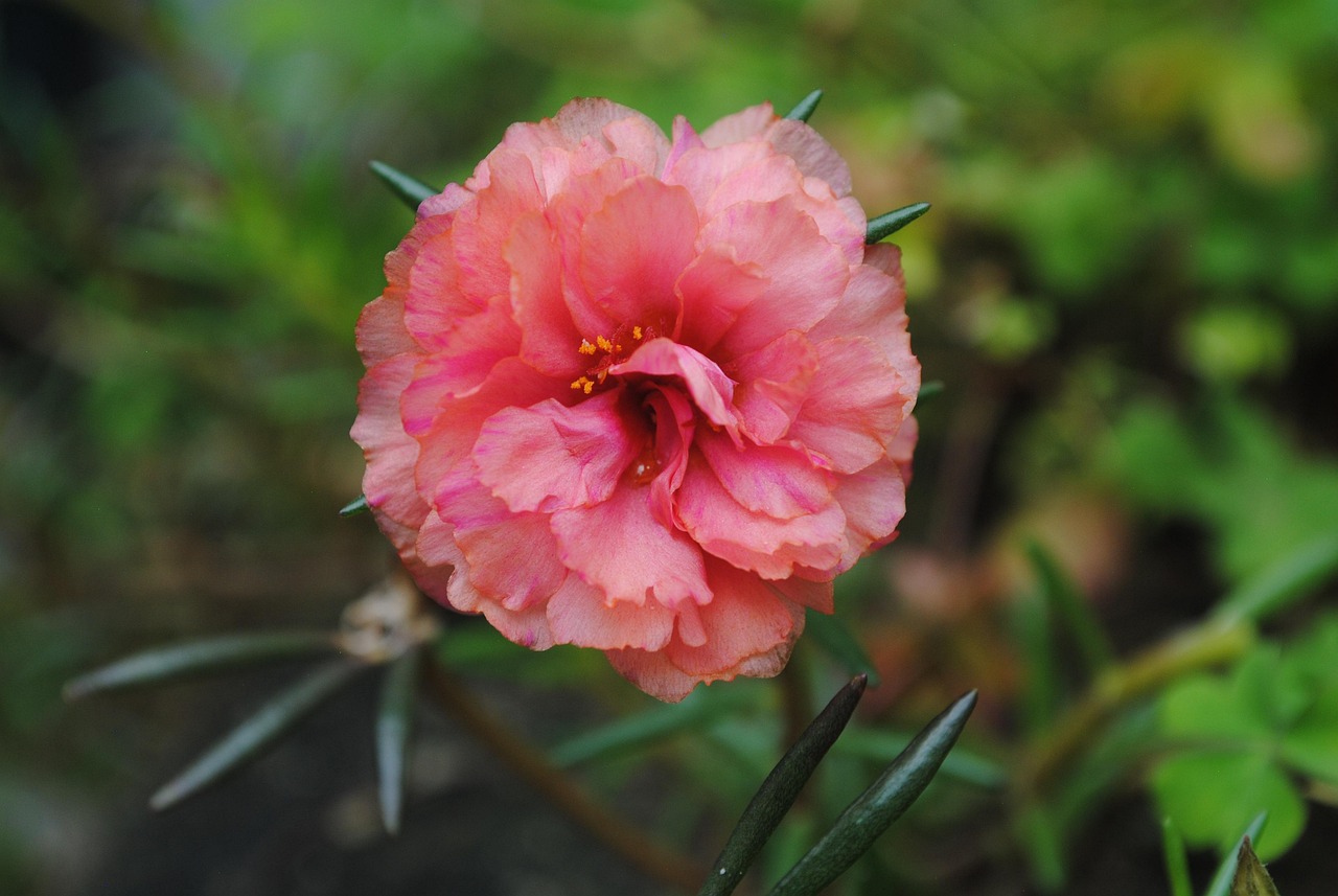 List — Portulaka velkokvětá
