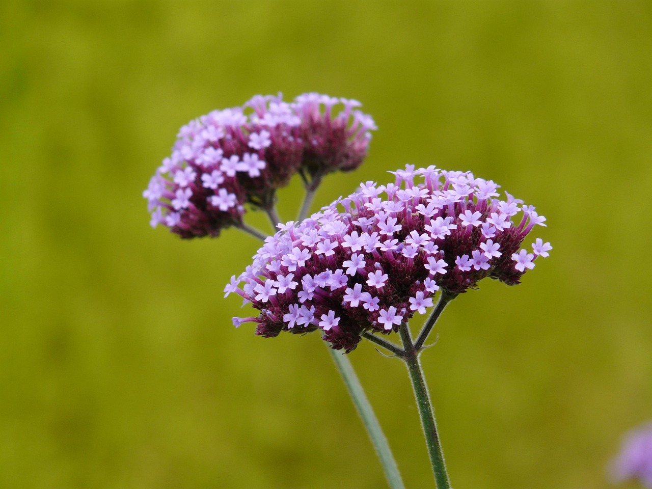 List — Verbena patagonská