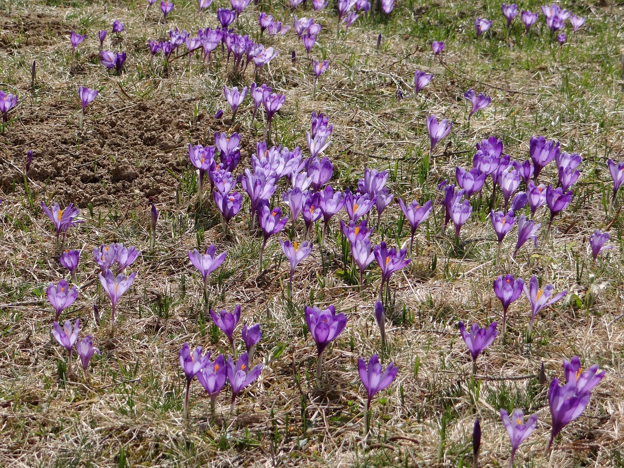 List — Krokus podzimní (šafránový)