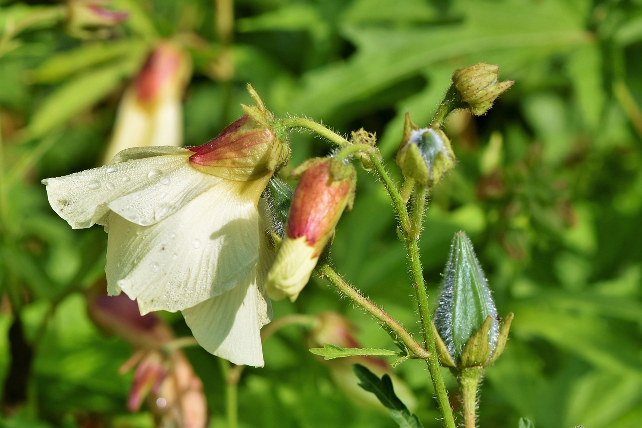 List — Okra (ibišek jedlý)