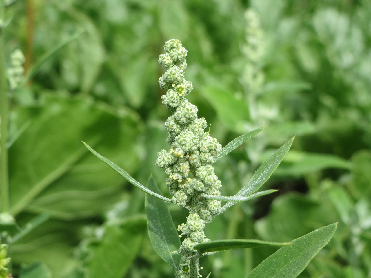 List — Merlík chilský (quinoa)