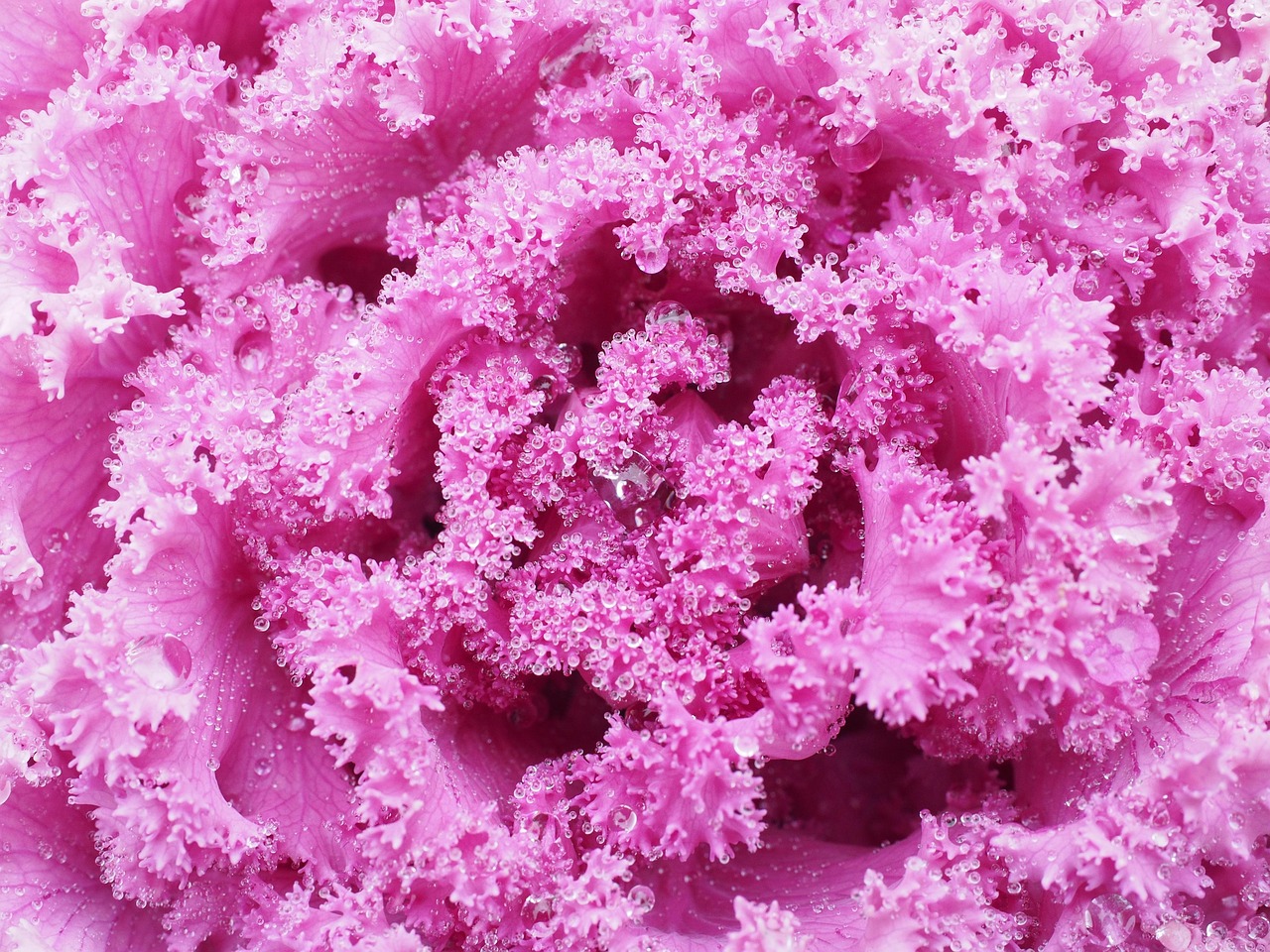 List — Brokolice Romanesco