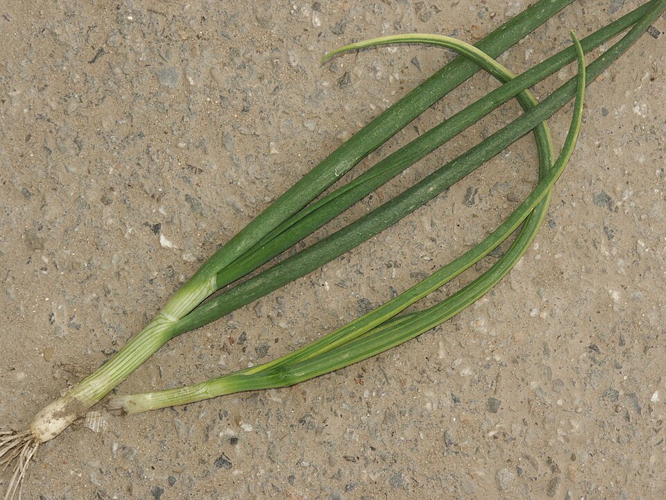 List — Cibule perlová