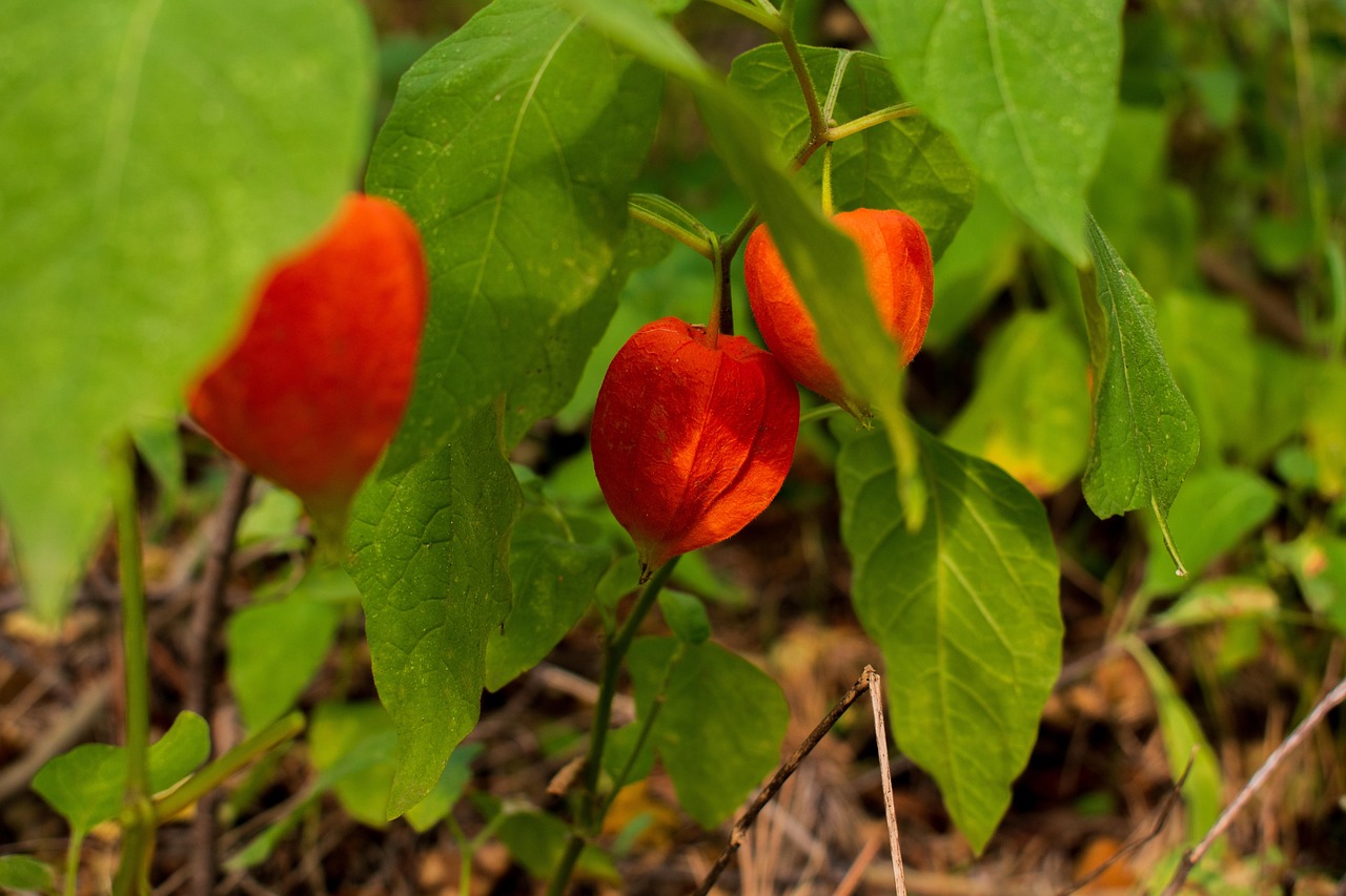 List — Mochyně vejcovitá (physalis)