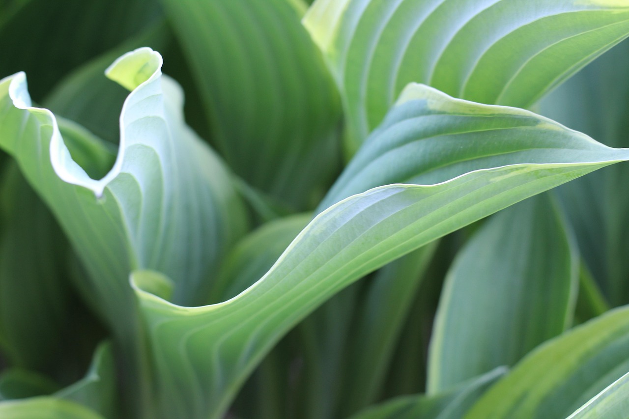 List — Hosta (funkie)