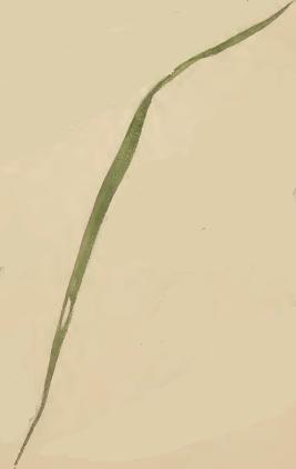 List — Metlice trsnatá