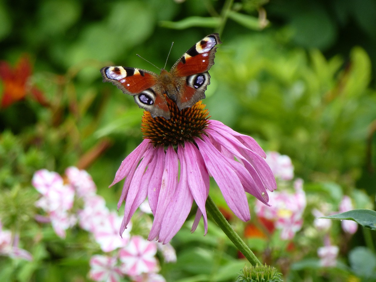 List — Třapatka nachová (echinacea)