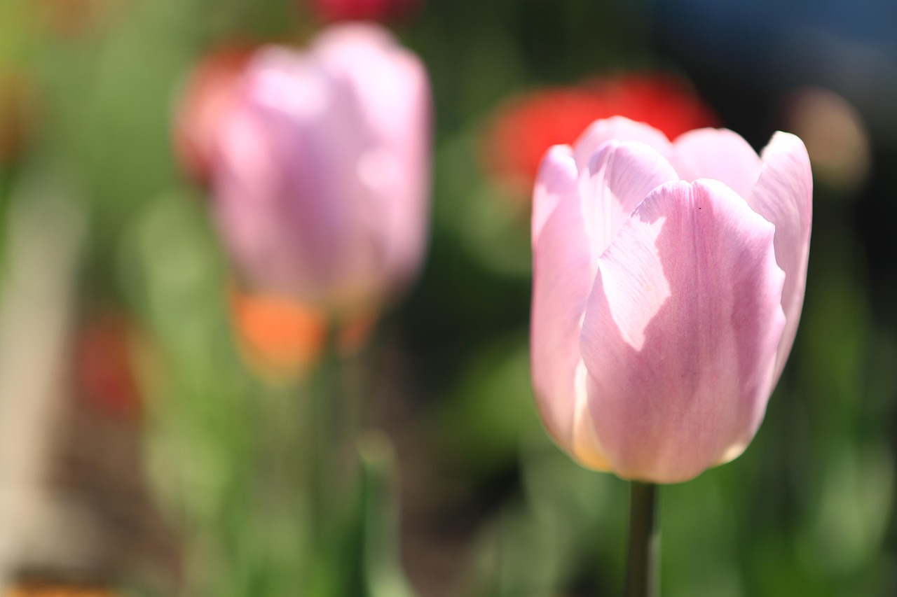 List — Růže stolistá (Centifolia)