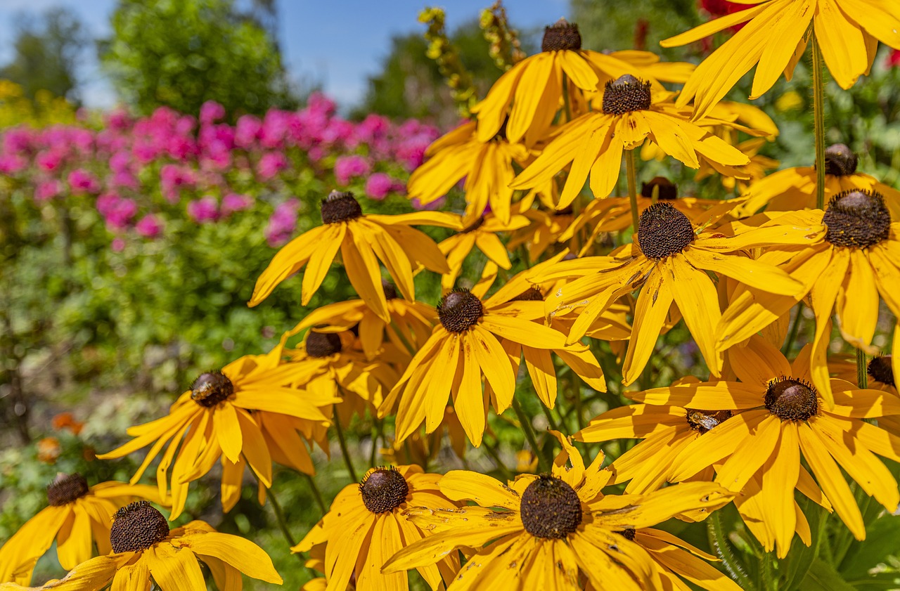 List — Rudbekie (třapatkovka)