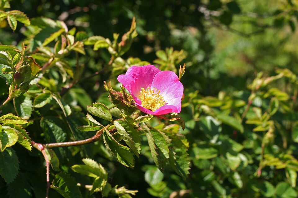 List — Růže vinná (Sweet Briar)