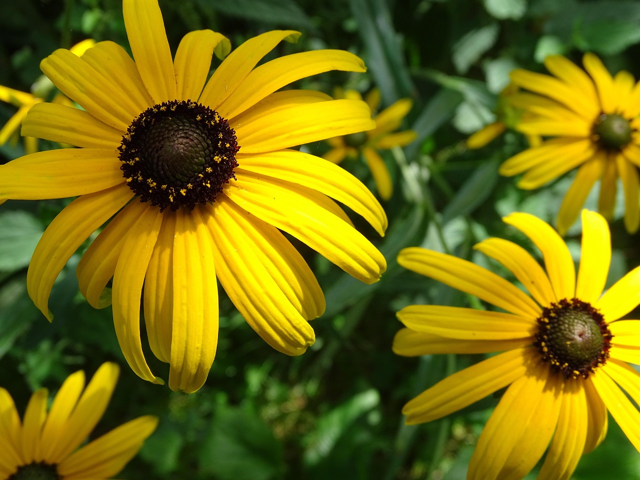 List — Rudbekie zářivá