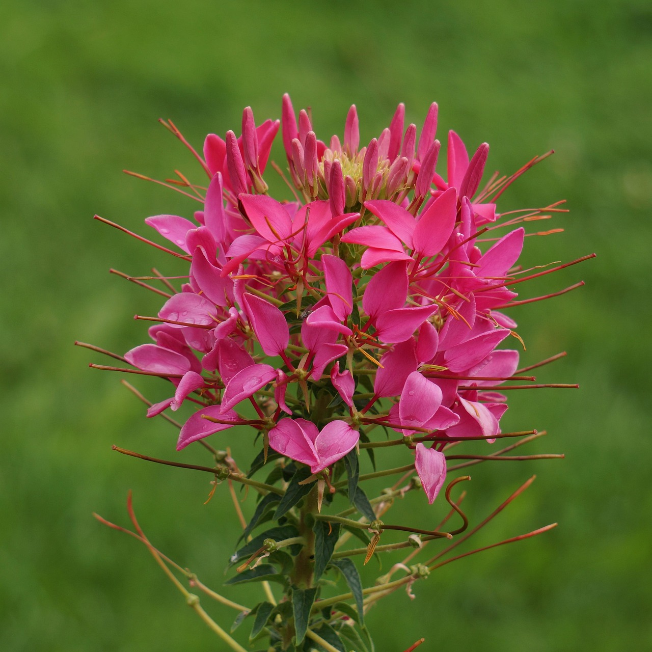 List — Balení srdcovka (Cleome)