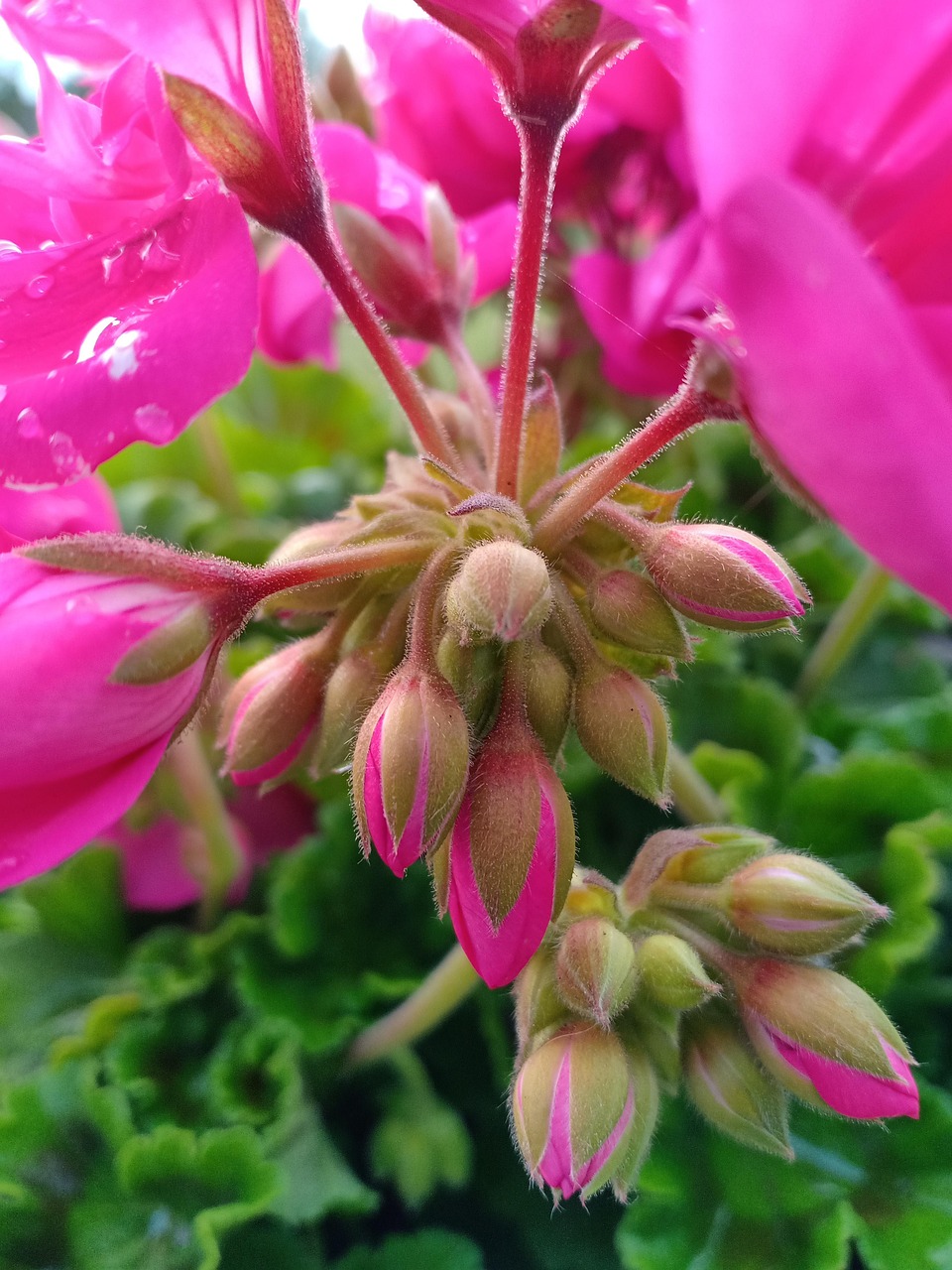List — Muškát (pelargonie)