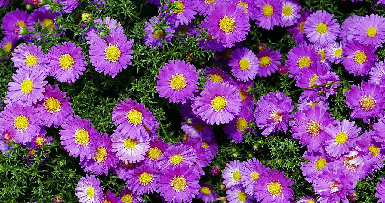 List — Aster keříčkový letní