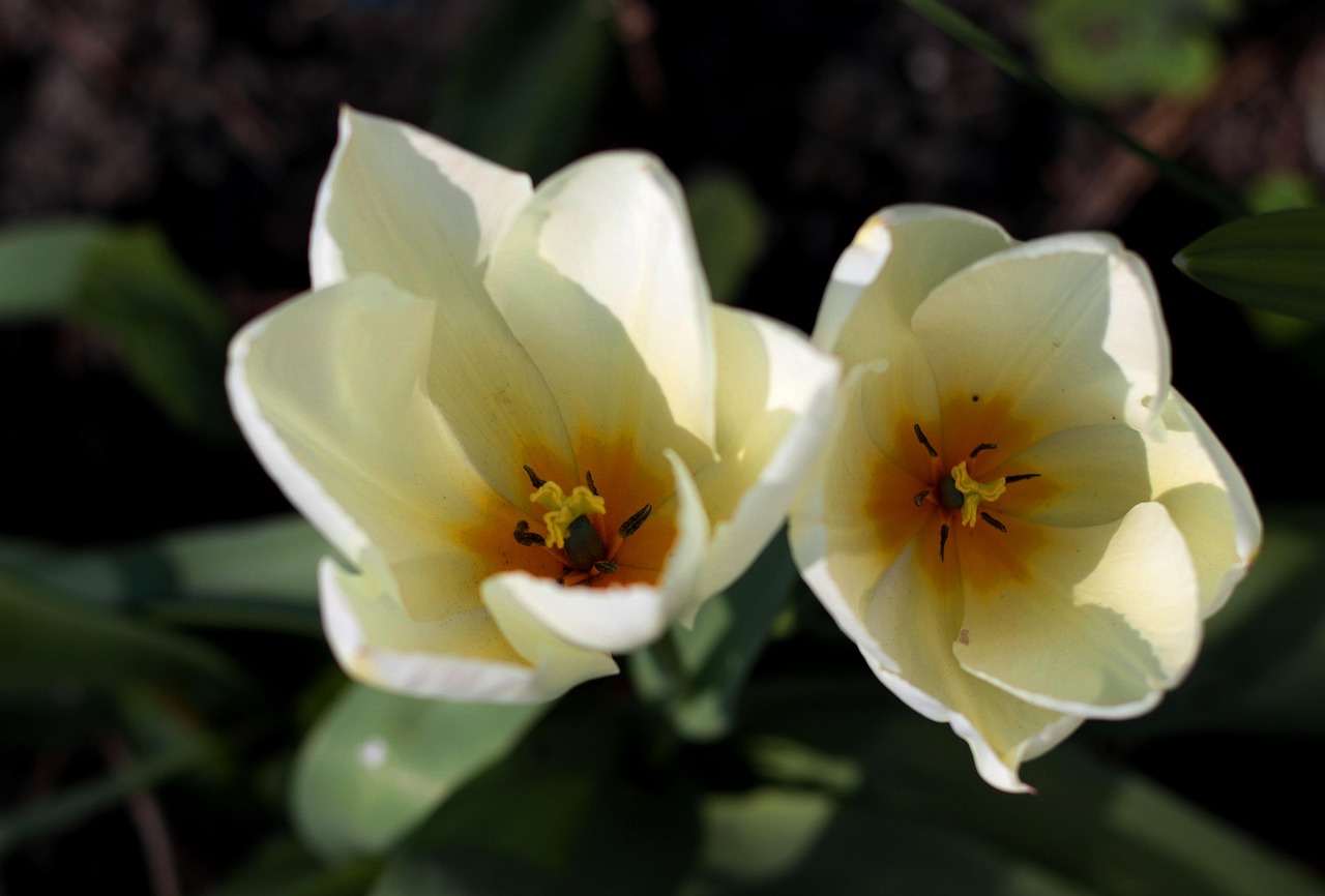 List — Tulipán Fosterův