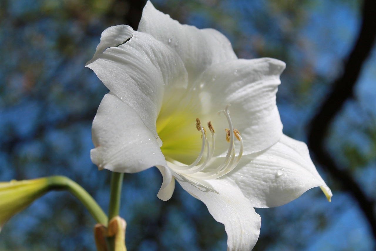 List — Amarylis Belladonna