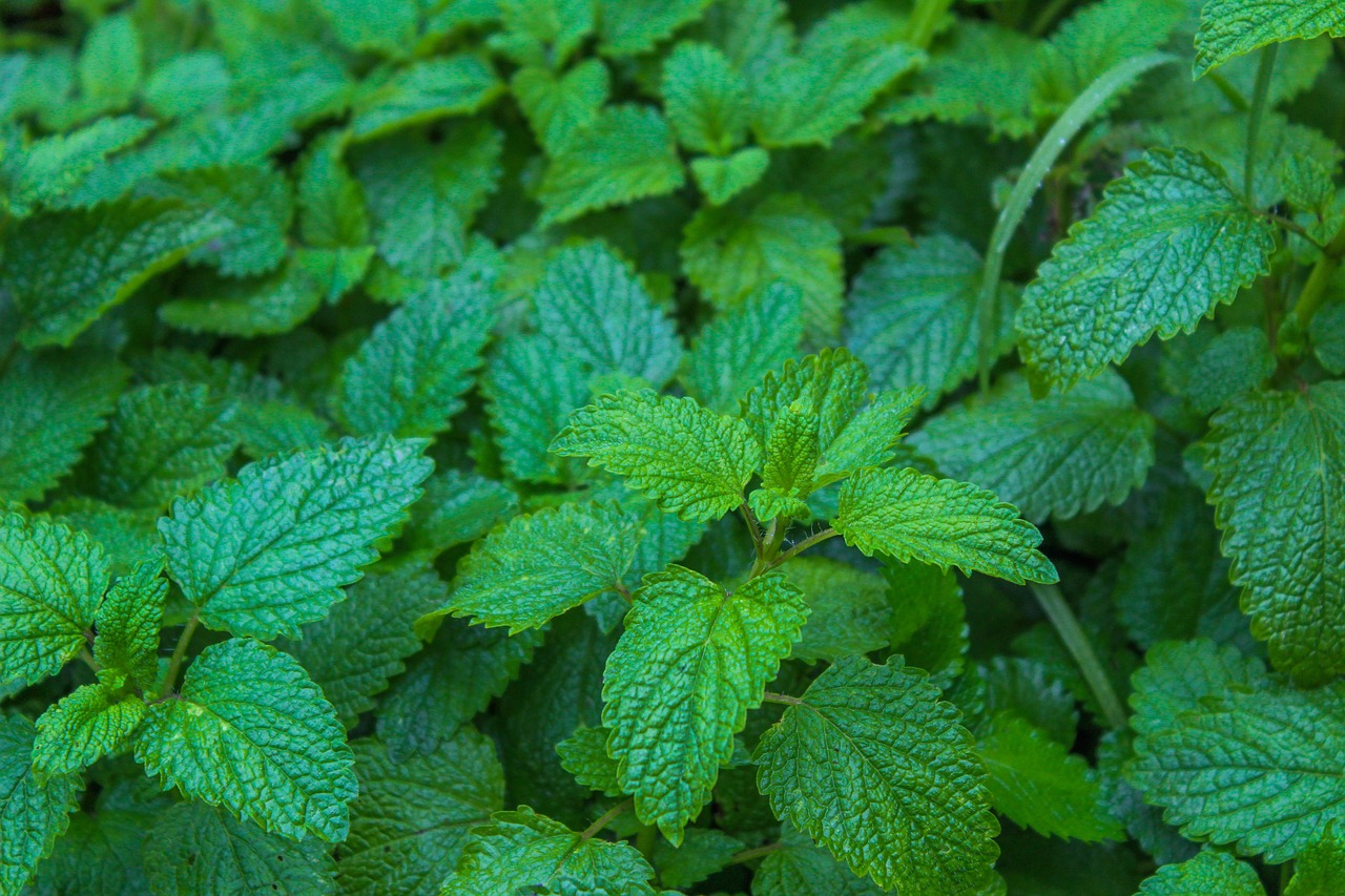 List — Meduňka citronová (odrůda variegata)