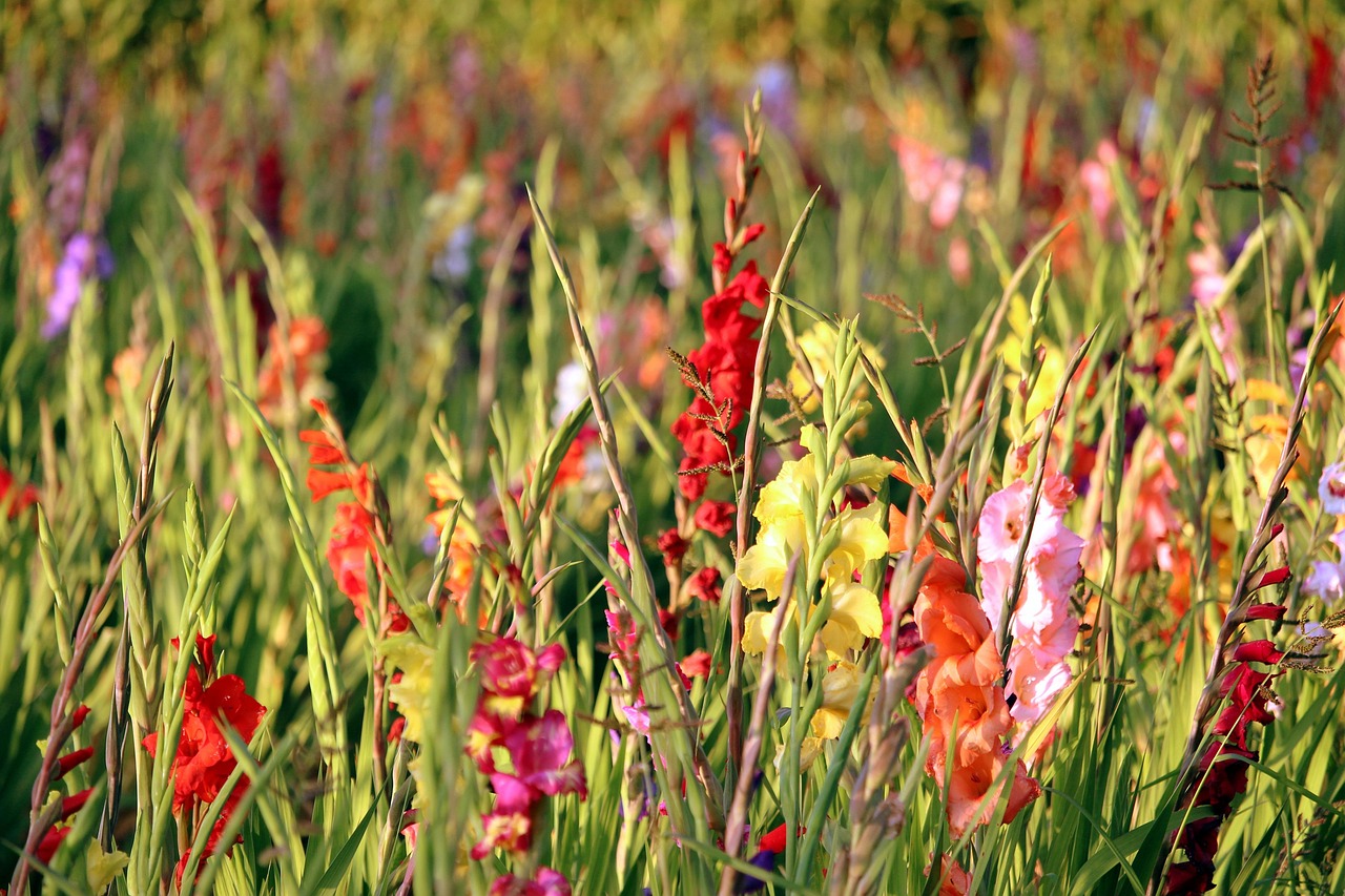 List — Gladiol (mečík)