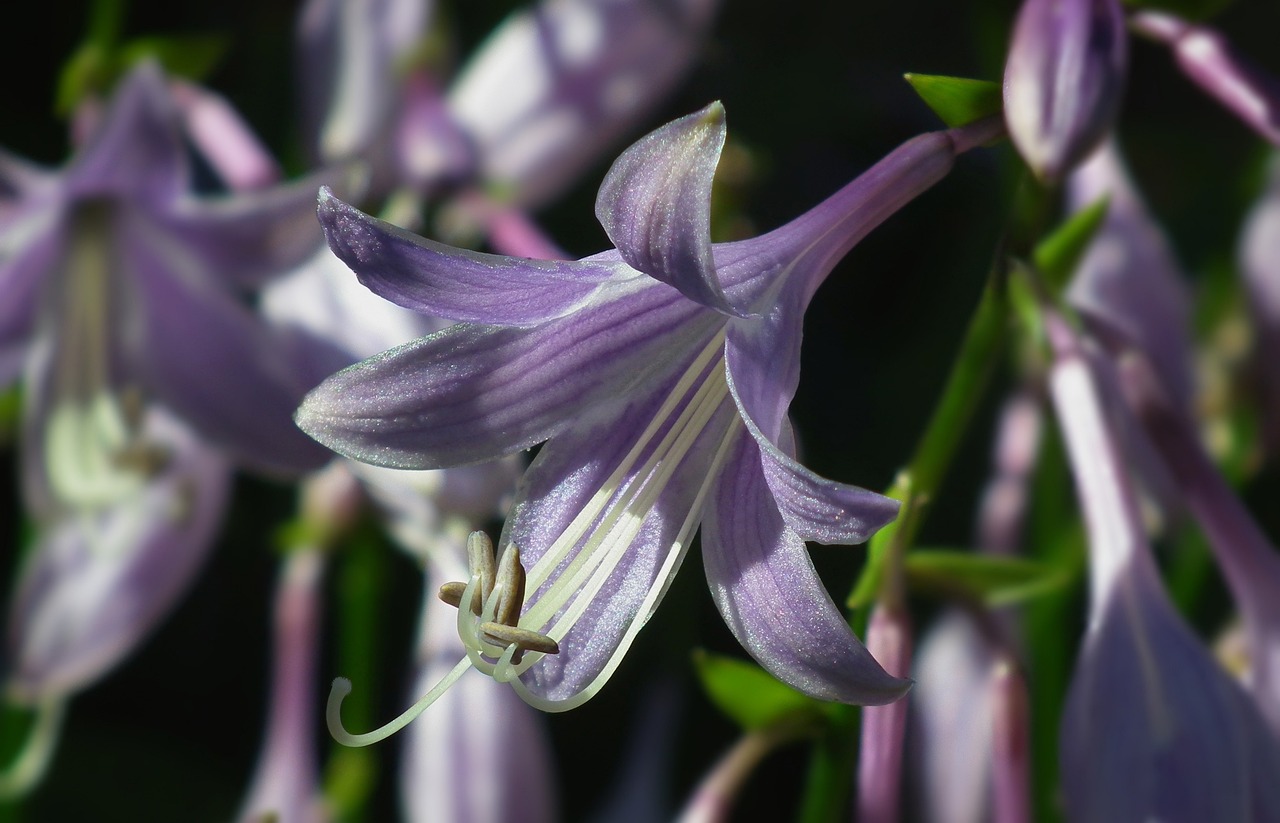 List — Hosta Frances Williams