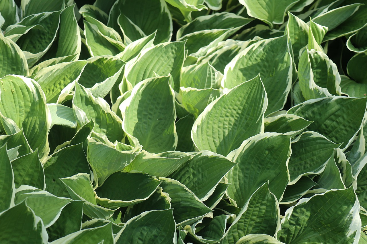 List — Hosta Patriot