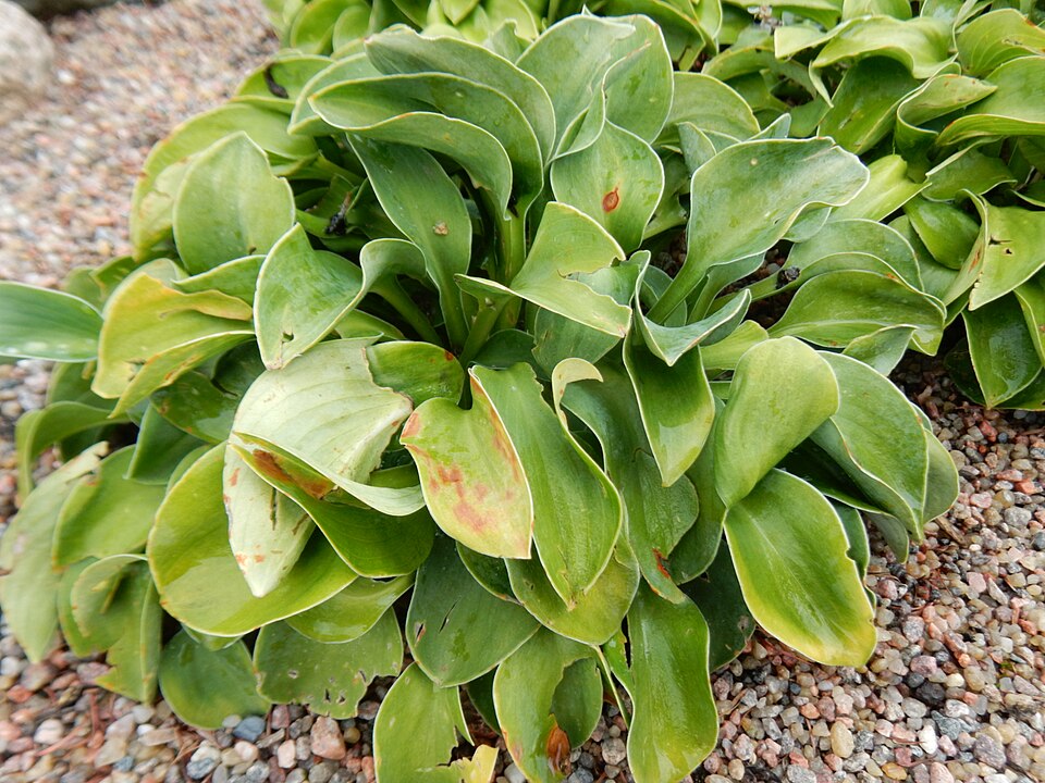 List — Hosta Blue Angel