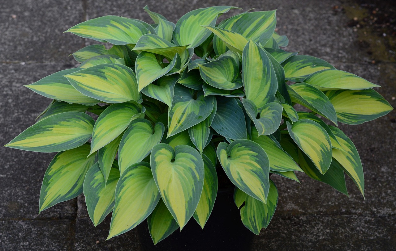 List — Hosta Guacamole