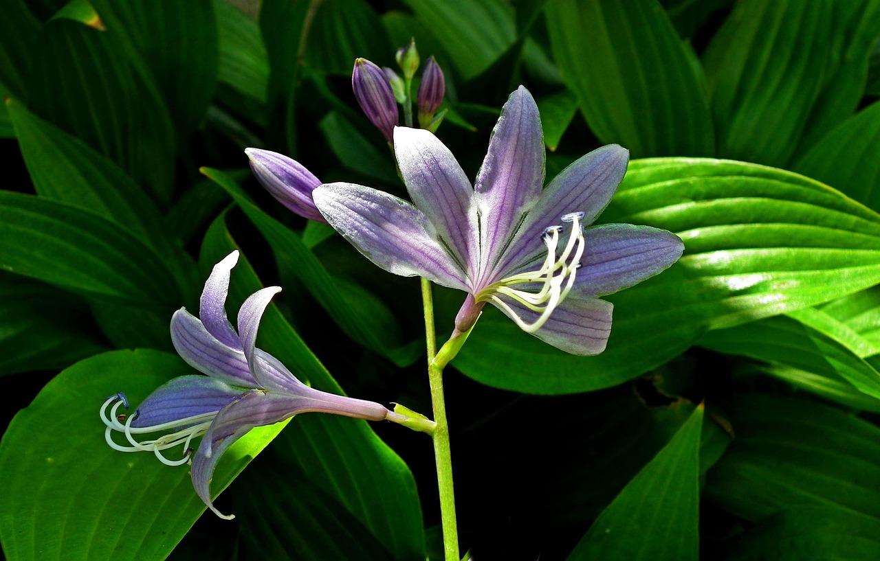 List — Hosta Fire Island