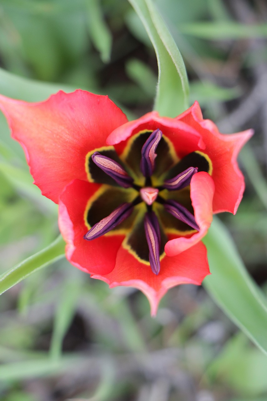 List — Tulipán Darwinův hybrid