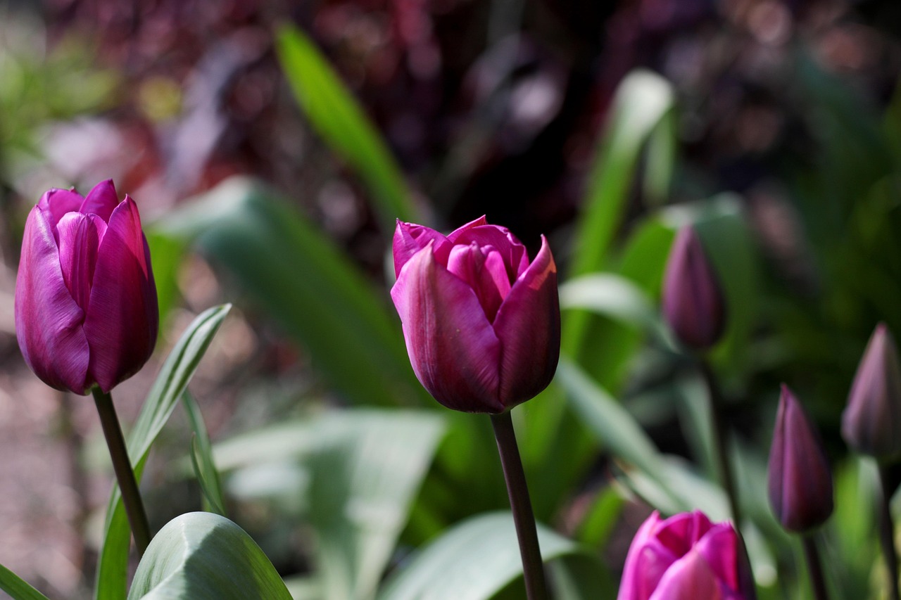 List — Tulipán Triumph
