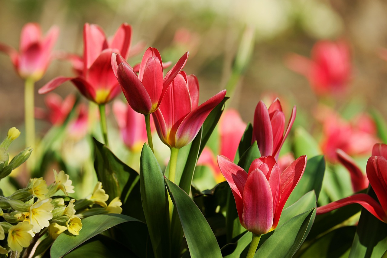 List — Tulipán liliokvětý