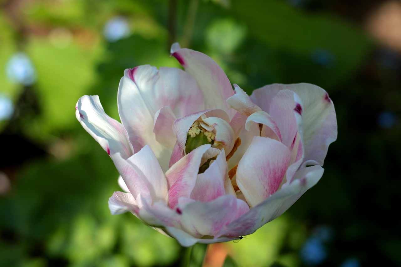 List — Tulipán plnokvětý pozdní
