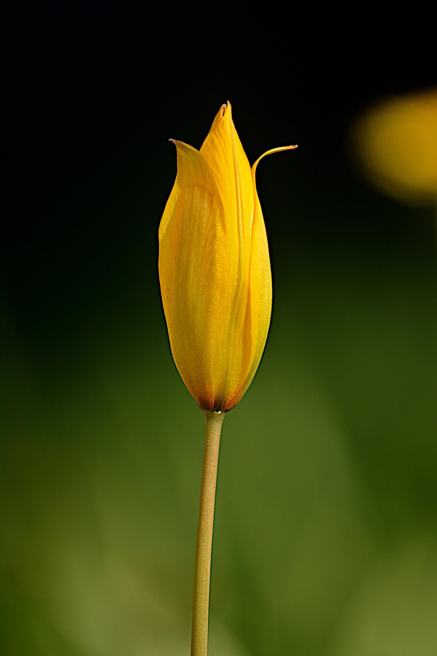 List — Tulipán Clusiův