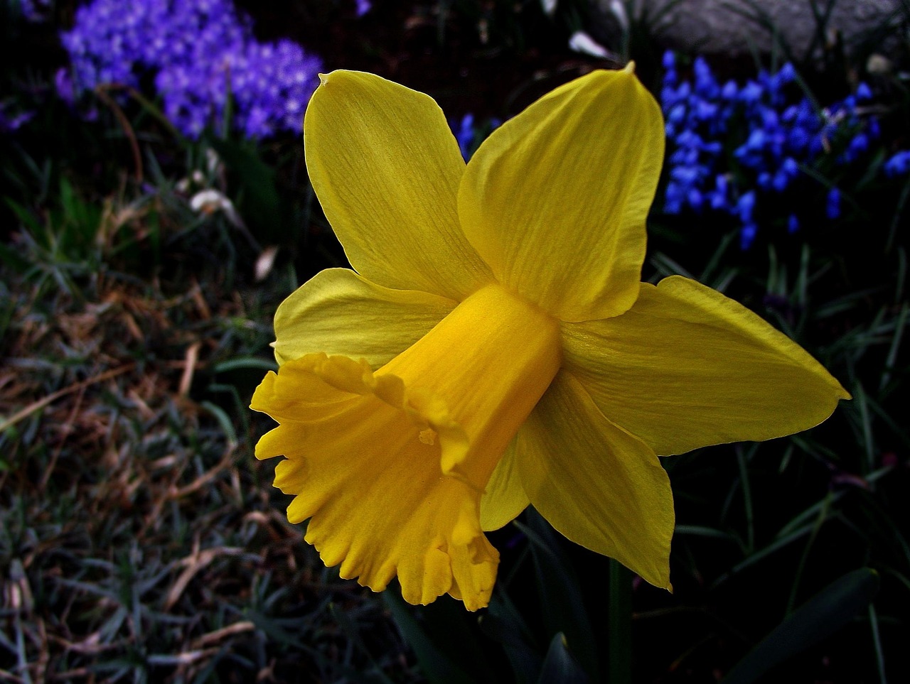List — Narcis Tete-a-Tete