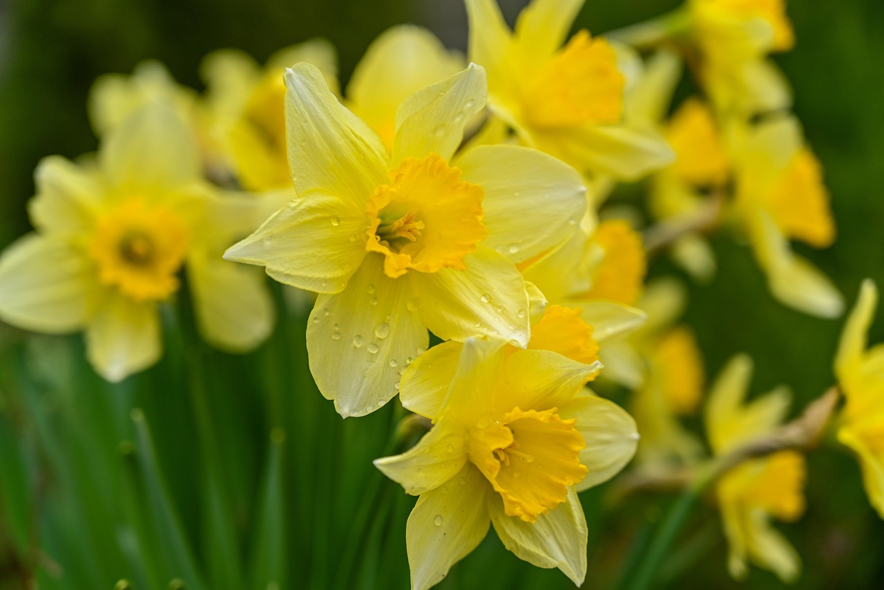 List — Narcis Ice Follies