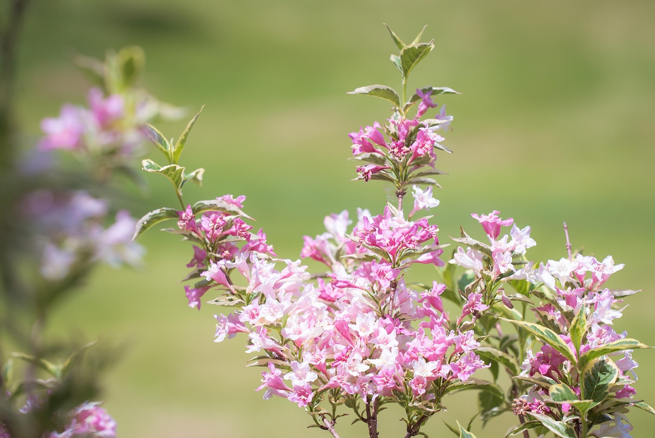 List — Weigela Bristol Ruby
