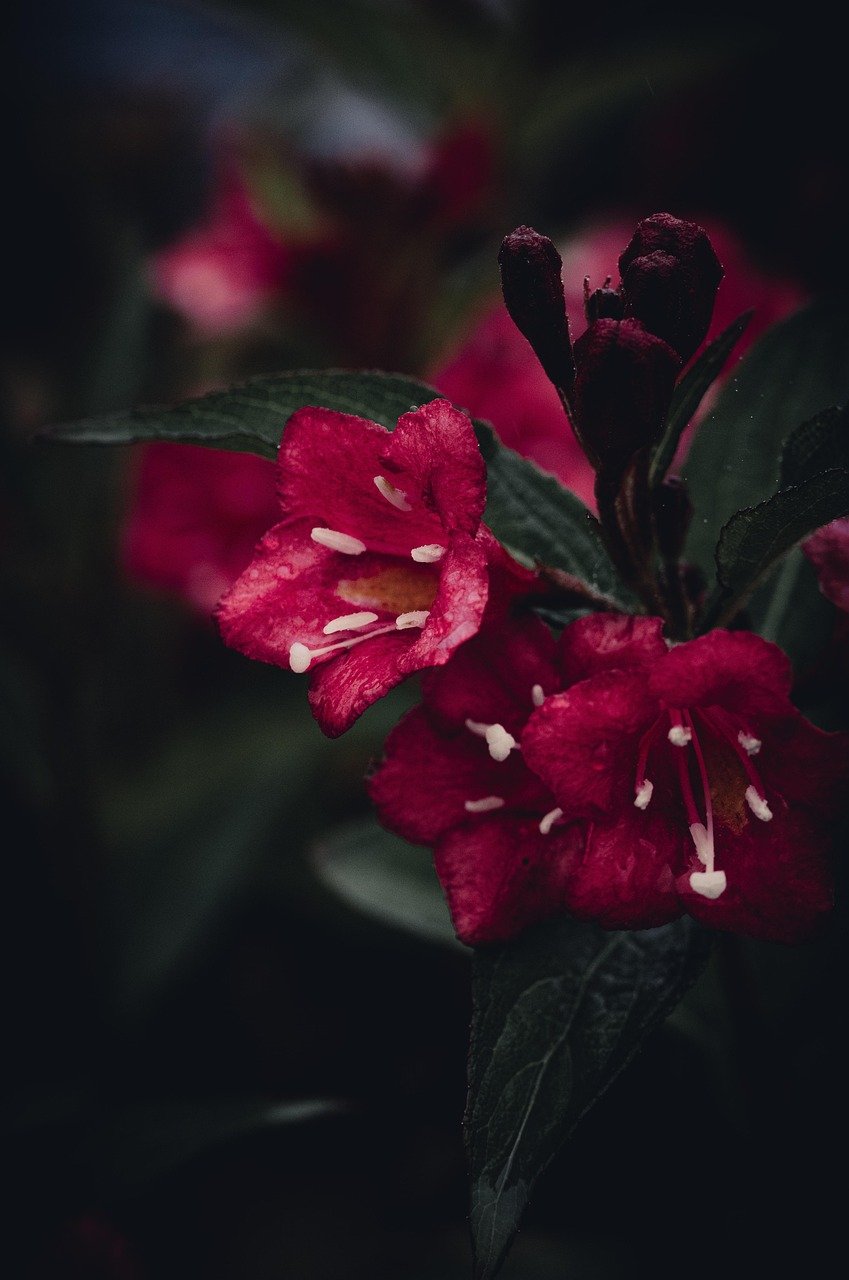 List — Weigela Red Prince